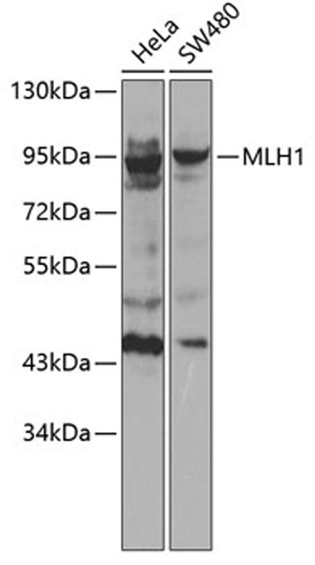 Western blot - MLH1 antibody (A0254)