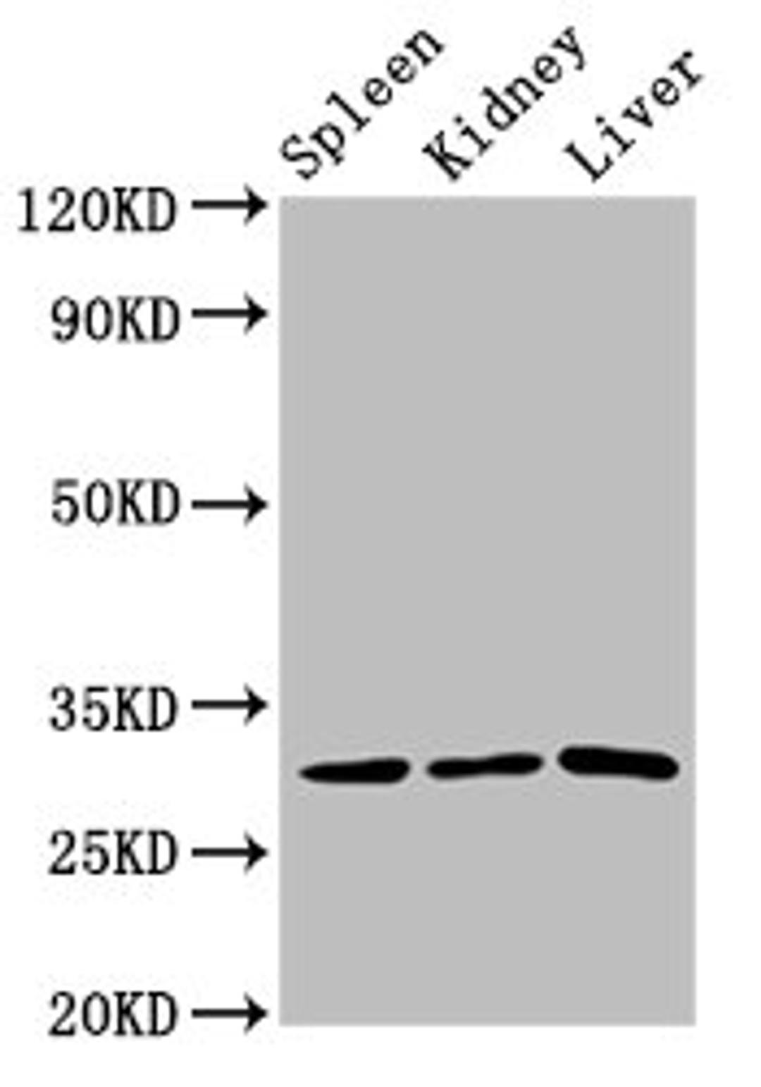 Western Blot. Positive WB detected in: Rat spleen tissue, Rat kidney tissue, Rat liver tissue. All lanes: CD27 antibody at 3.2µg/ml. Secondary. Goat polyclonal to rabbit IgG at 1/50000 dilution. Predicted band size: 30 kDa. Observed band size: 30 kDa