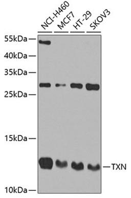 Western blot - TXN antibody (A0053)