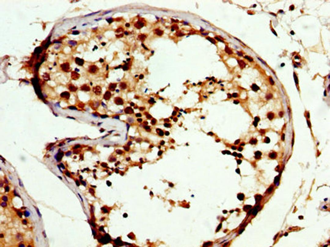 IHC image of CSB-PA005961LA01HU diluted at 1:300 and staining in paraffin-embedded human testis tissue performed on a Leica BondTM system. After dewaxing and hydration, antigen retrieval was mediated by high pressure in a citrate buffer (pH 6.0). Section was blocked with 10% normal goat serum 30min at RT. Then primary antibody (1% BSA) was incubated at 4&deg;C overnight. The primary is detected by a biotinylated secondary antibody and visualized using an HRP conjugated SP system.