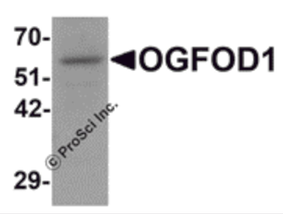 Western blot analysis of OGFOD1 in Daudi cell lysate with OGFOD1 antibody at 1 μg/mL.