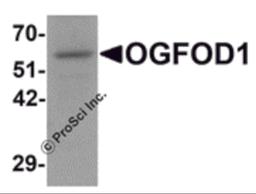 Western blot analysis of OGFOD1 in Daudi cell lysate with OGFOD1 antibody at 1 μg/mL.