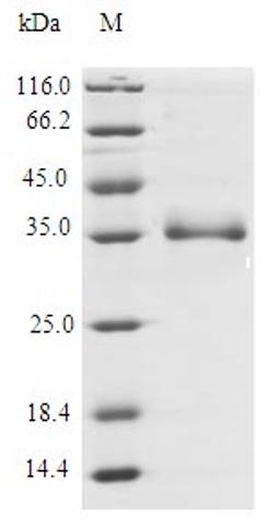 (Tris-Glycine gel) Discontinuous SDS-PAGE (reduced) with 5% enrichment gel and 15% separation gel.
