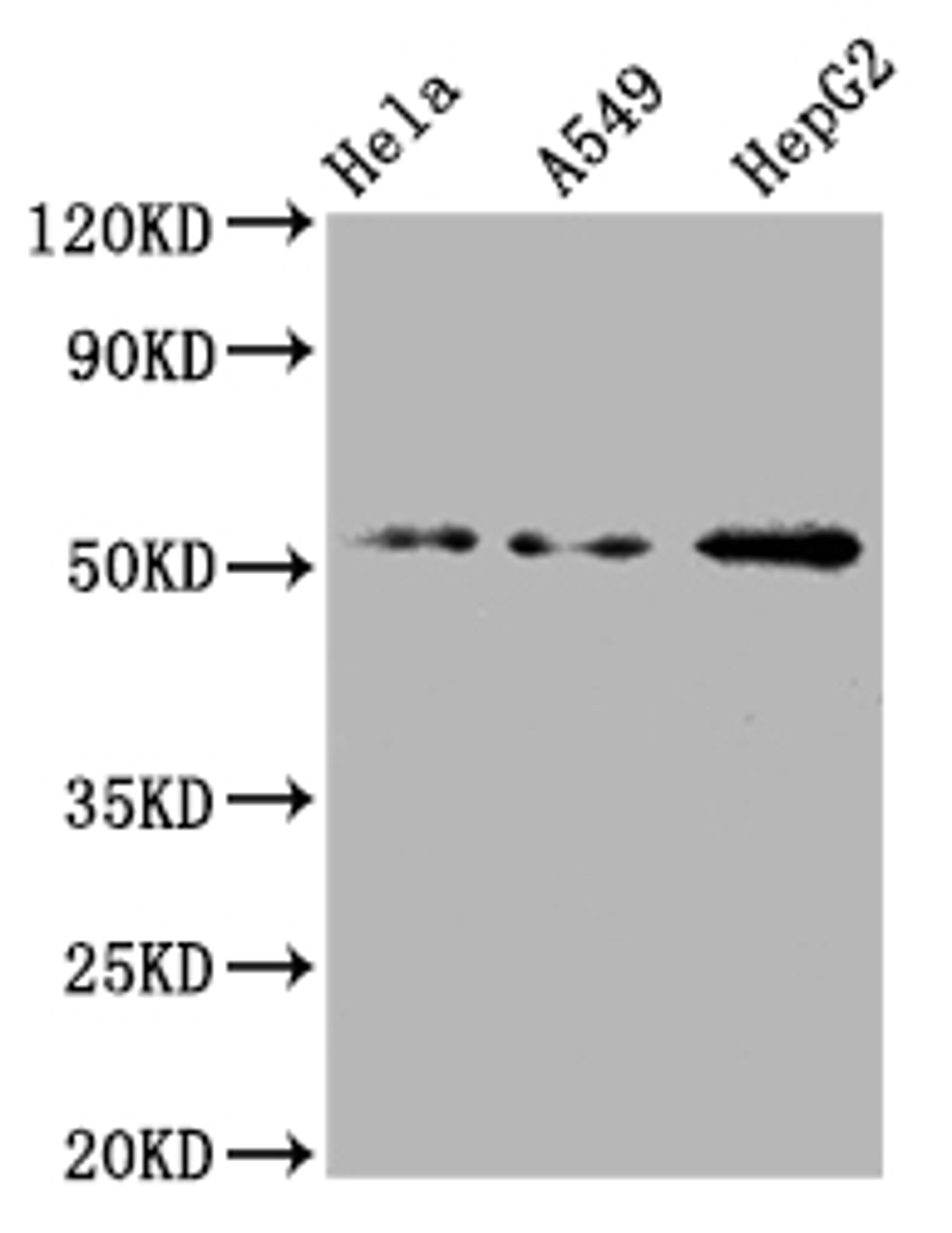 Western Blot. Positive WB detected in: Hela whole cell lysate, A549 whole cell lysate, HepG2 whole cell lysate. All lanes: CD47 antibody at 1:2000. Secondary. Goat polyclonal to rabbit IgG at 1/50000 dilution. Predicted band size: 36, 32, 34 kDa. Observed band size: 55 kDa. 
