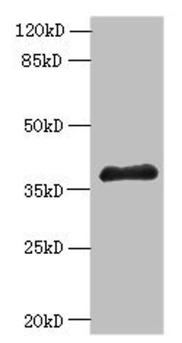 Western blot. All lanes: ELAVL1 antibody at 6µg/ml + A431 whole cell lysate. Secondary. Goat polyclonal to rabbit IgG at 1/10000 dilution. Predicted band size: 37, 39 kDa. Observed band size: 37 kDa