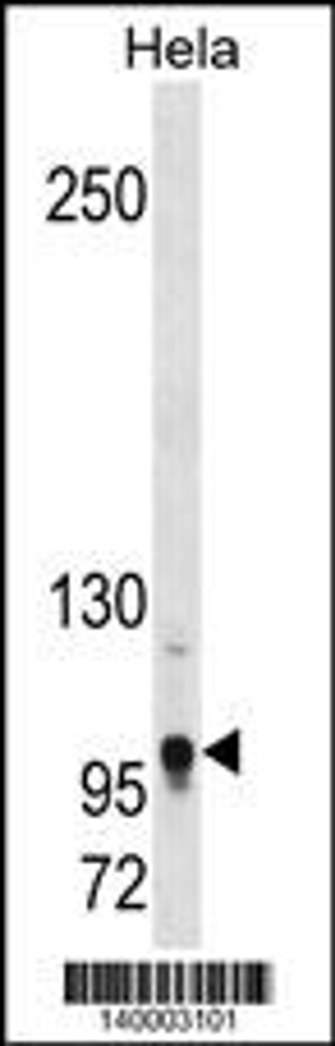 Western blot analysis in Hela cell line lysates (35ug/lane).