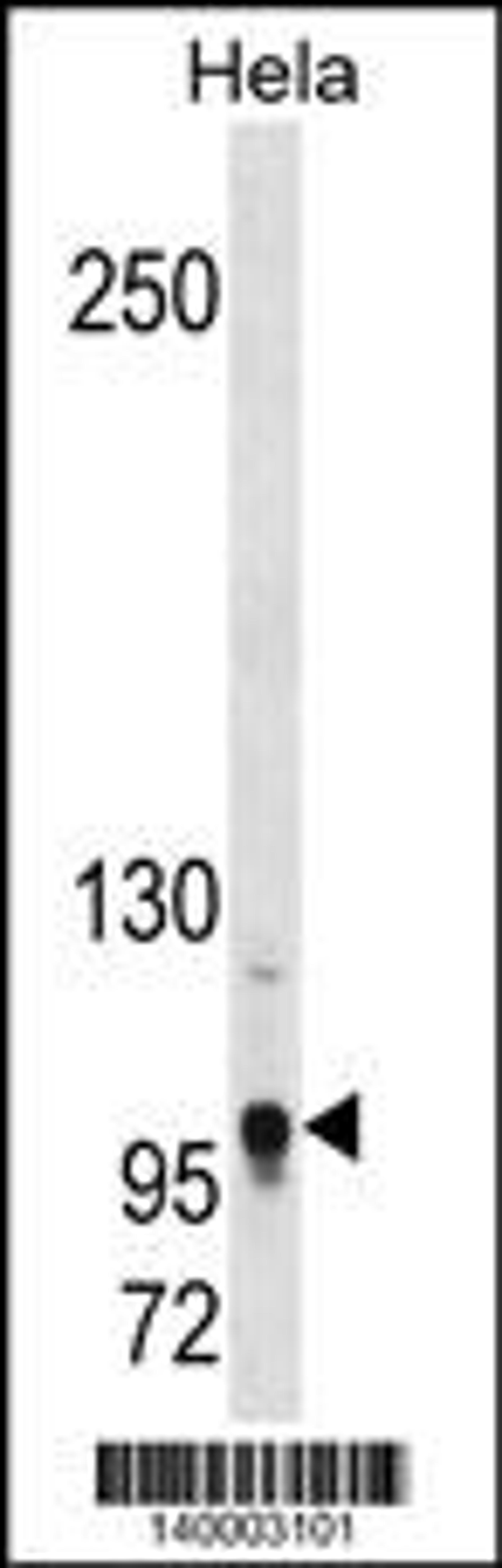 Western blot analysis in Hela cell line lysates (35ug/lane).