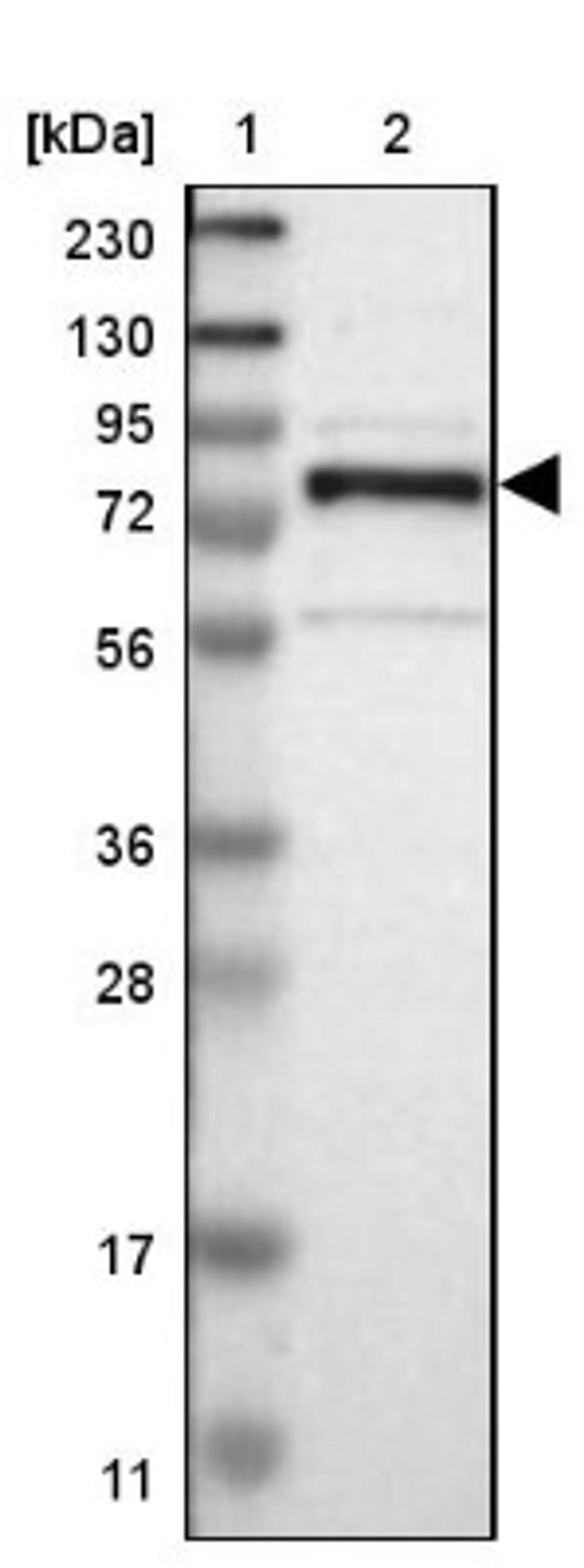 Western Blot: GRAMD1C Antibody [NBP1-90559] - Lane 1: Marker [kDa] 230, 130, 95, 72, 56, 36, 28, 17, 11<br/>Lane 2: Human cell line RT-4