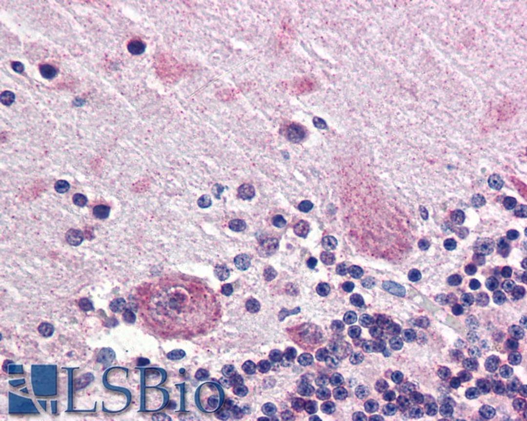 46-701 (5ug/ml) staining of paraffin embedded Human Cerebellum. Steamed antigen retrieval with citrate buffer pH 6, AP-staining.