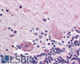 46-701 (5ug/ml) staining of paraffin embedded Human Cerebellum. Steamed antigen retrieval with citrate buffer pH 6, AP-staining.