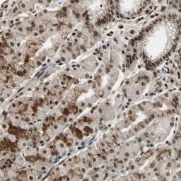 Immunohistochemistry-Paraffin: TBX2 Antibody [NBP1-89459] - Staining of human stomach shows strong nuclear and cytoplasmic positivity in glandular cells.