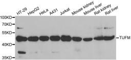 Western blot analysis of extracts of various cell lines using TUFM antibody