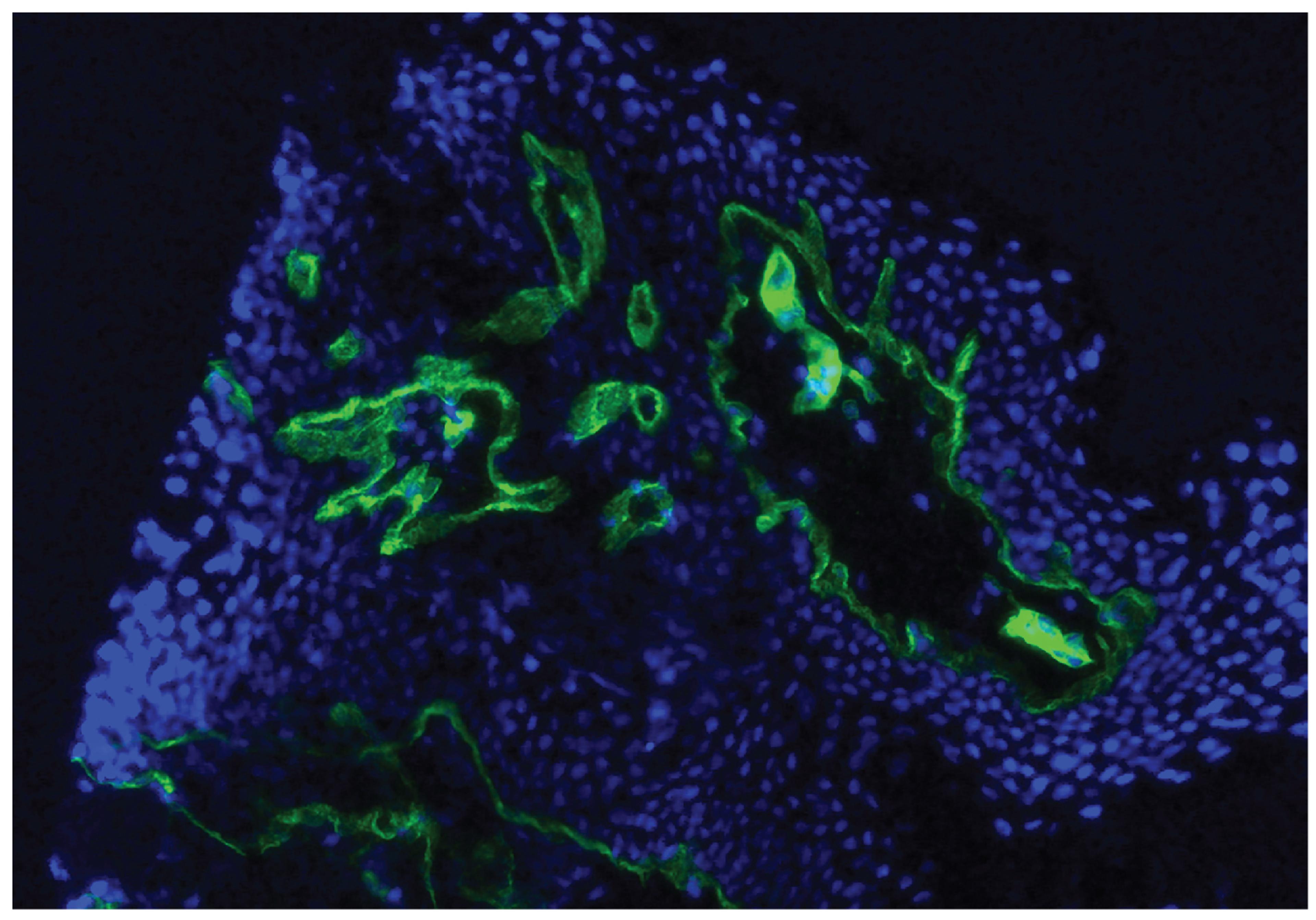 Human skin tissue was stained with Mouse Anti-Type IV Collagen-UNLB (Cat. No. 98-527) followed by Goat Anti-Mouse IgG1, Human ads-AF488 .