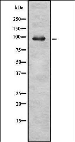 Western blot analysis of HEK293 cells using RASA2 antibody