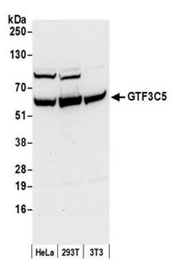 Detection of human and mouse GTF3C5 by western blot.