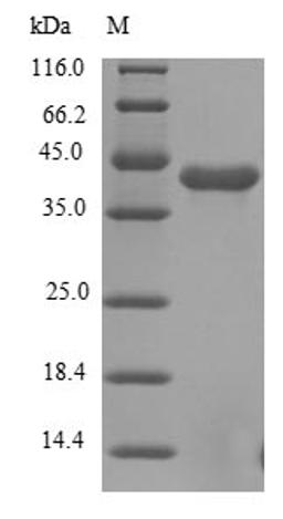 (Tris-Glycine gel) Discontinuous SDS-PAGE (reduced) with 5% enrichment gel and 15% separation gel.