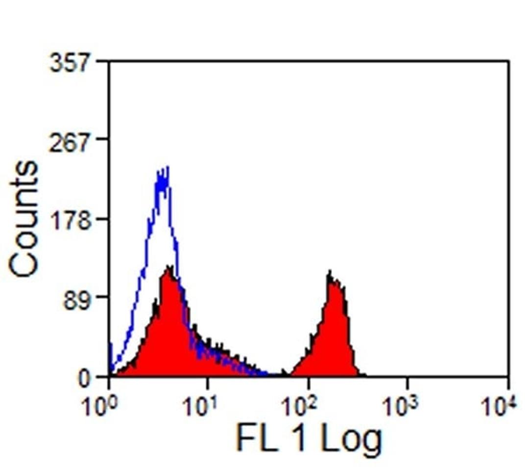 Stained horse peripheral blood lymphocytes