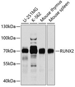 Western blot - RUNX2 antibody (A2851)