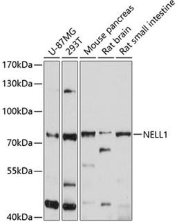 Western blot - NELL1 antibody (A10358)