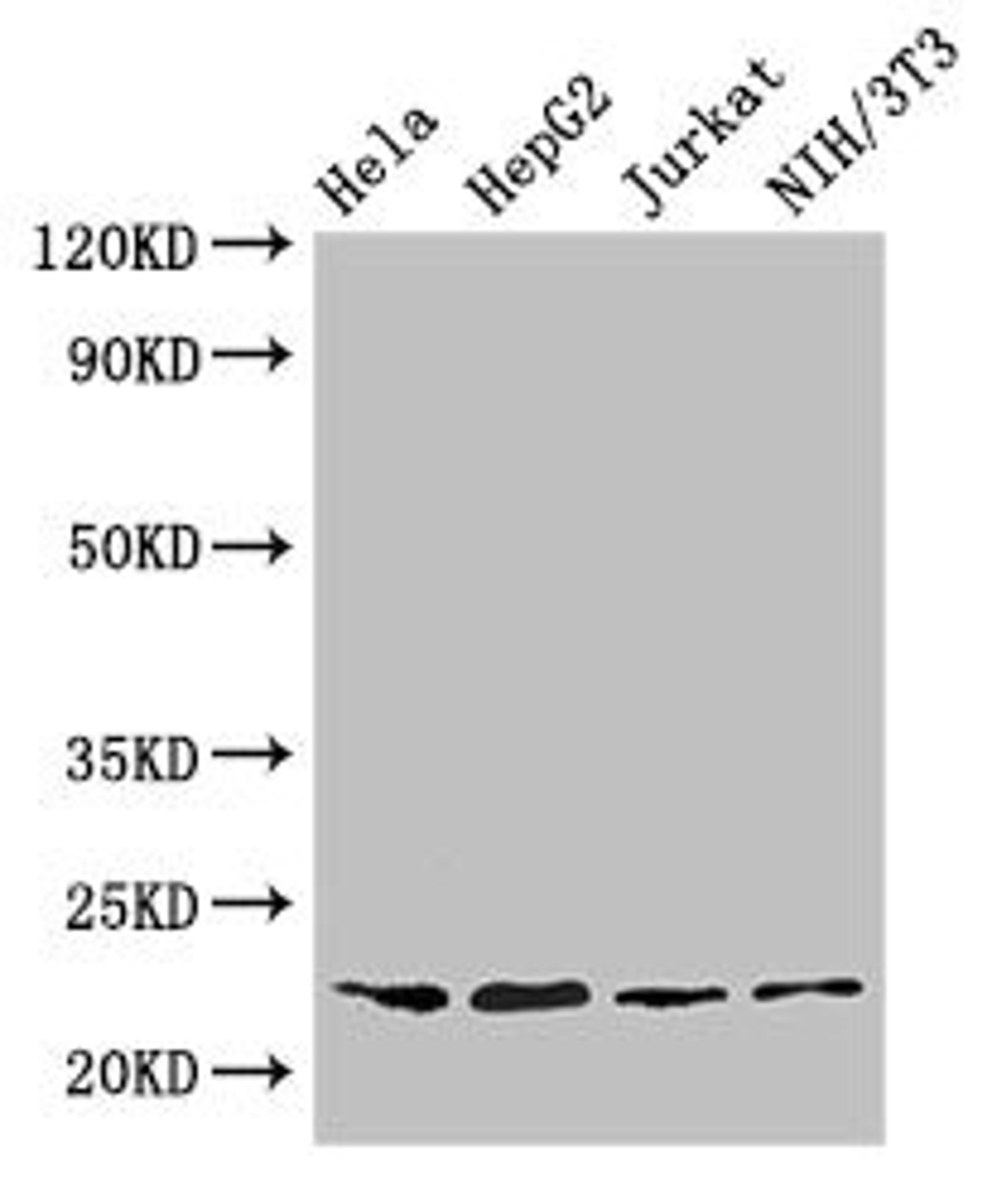 Western Blot. Positive WB detected in: Hela whole cell lysate, HepG2 whole cell lysate, Jurkat whole cell lysate, NIH/3T3 whole cell lysate. All lanes: RPS5 antibody at 3.2µg/ml. Secondary. Goat polyclonal to rabbit IgG at 1/50000 dilution. Predicted band size: 23 kDa. Observed band size: 23 kDa