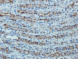 Immunohistochemical staining of rat stoamch tissue using anti-Cytokeratin 18 (2.5 ug/ml)