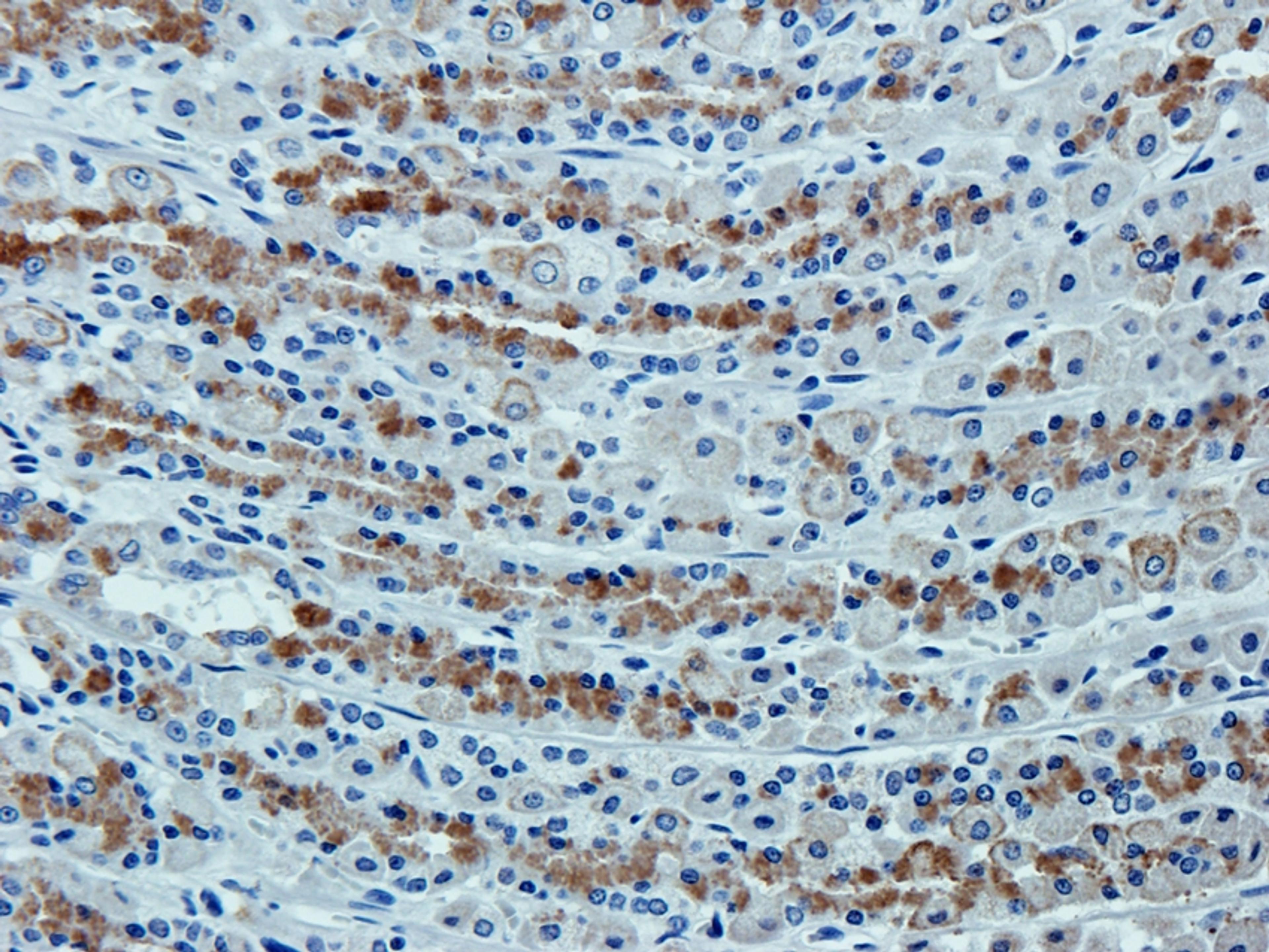 Immunohistochemical staining of rat stoamch tissue using anti-Cytokeratin 18 (2.5 ug/ml)