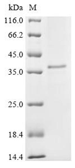 (Tris-Glycine gel) Discontinuous SDS-PAGE (reduced) with 5% enrichment gel and 15% separation gel.