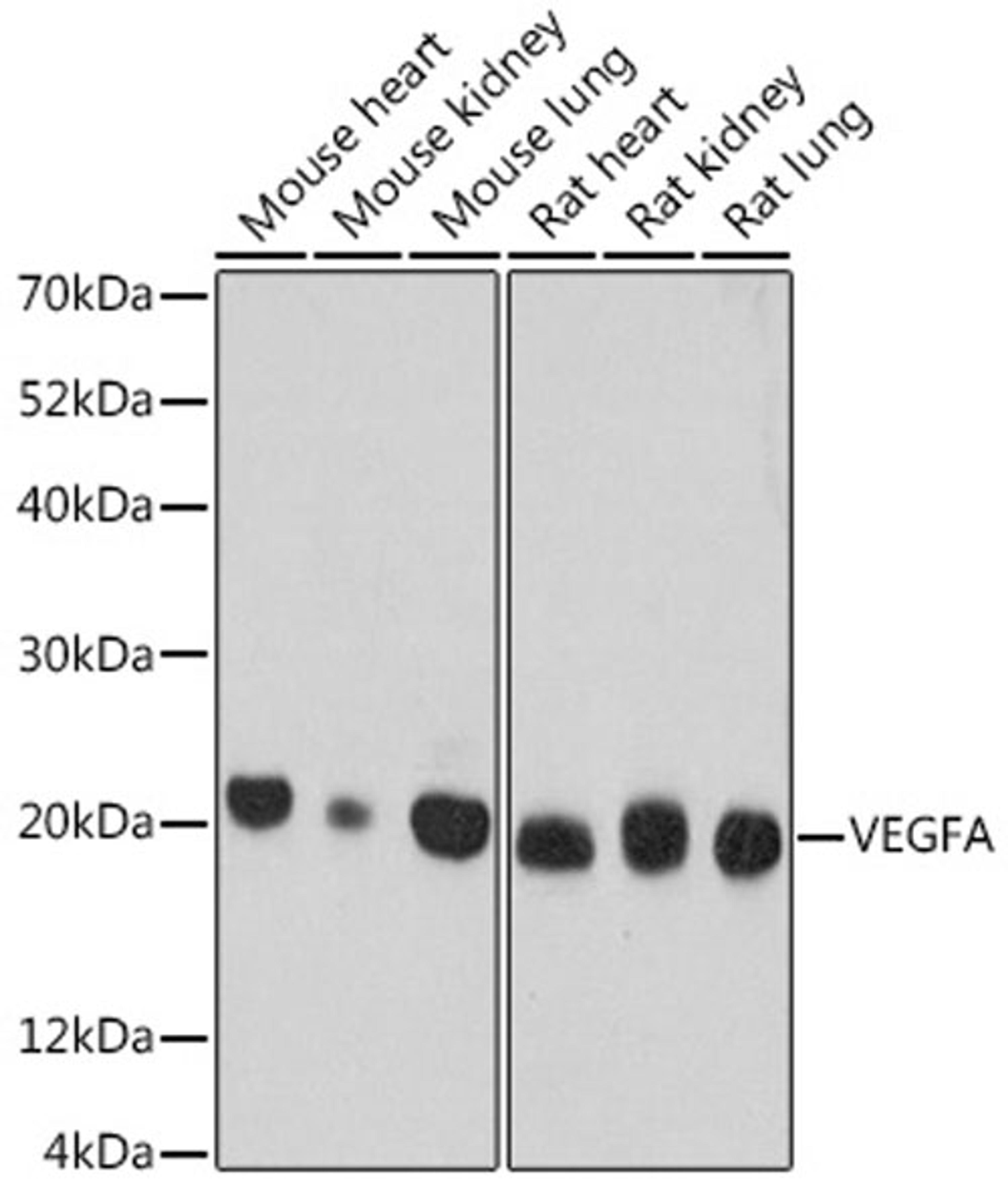 Western blot - VEGFA antibody (A17877)