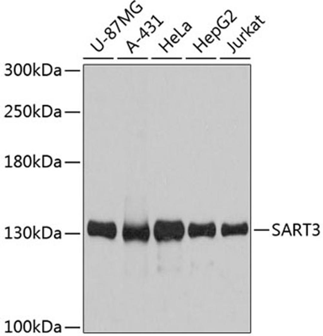 Western blot - SART3 antibody (A12124)