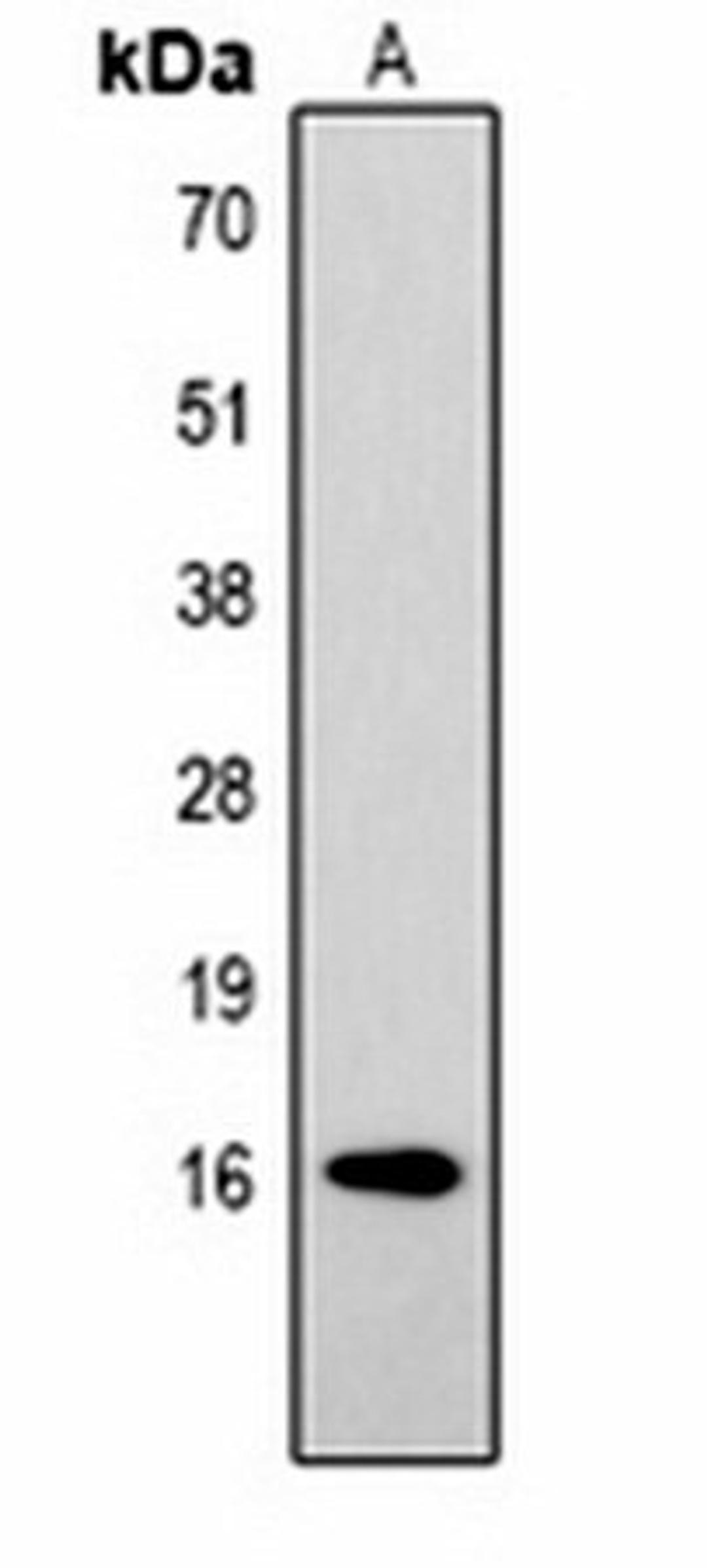 Western blot analysis of  Hela (Lane1) whole cell lysates using Histone H3 (Phospho-T32) antibody