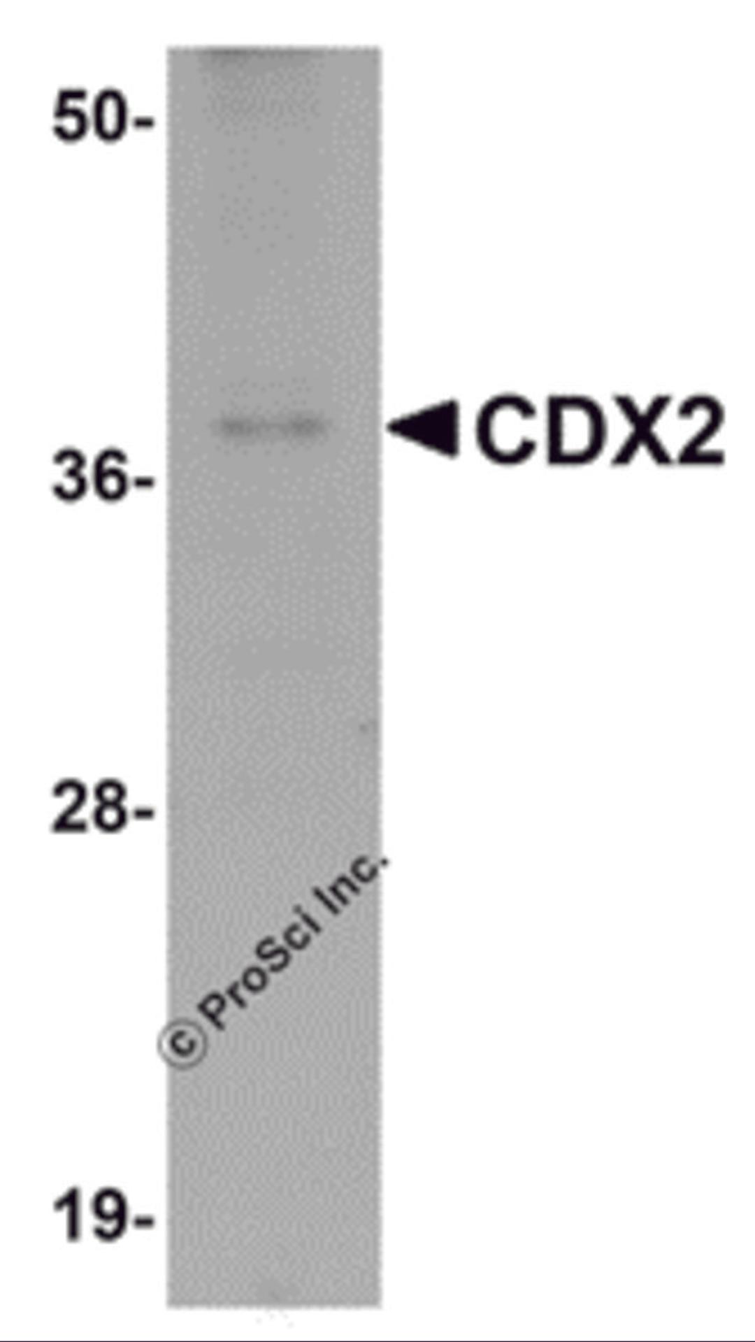 Western blot analysis of CDX2 in mouse brain tissue lysate with CDX2 antibody at 1 μg/mL.