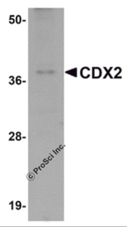 Western blot analysis of CDX2 in mouse brain tissue lysate with CDX2 antibody at 1 μg/mL.