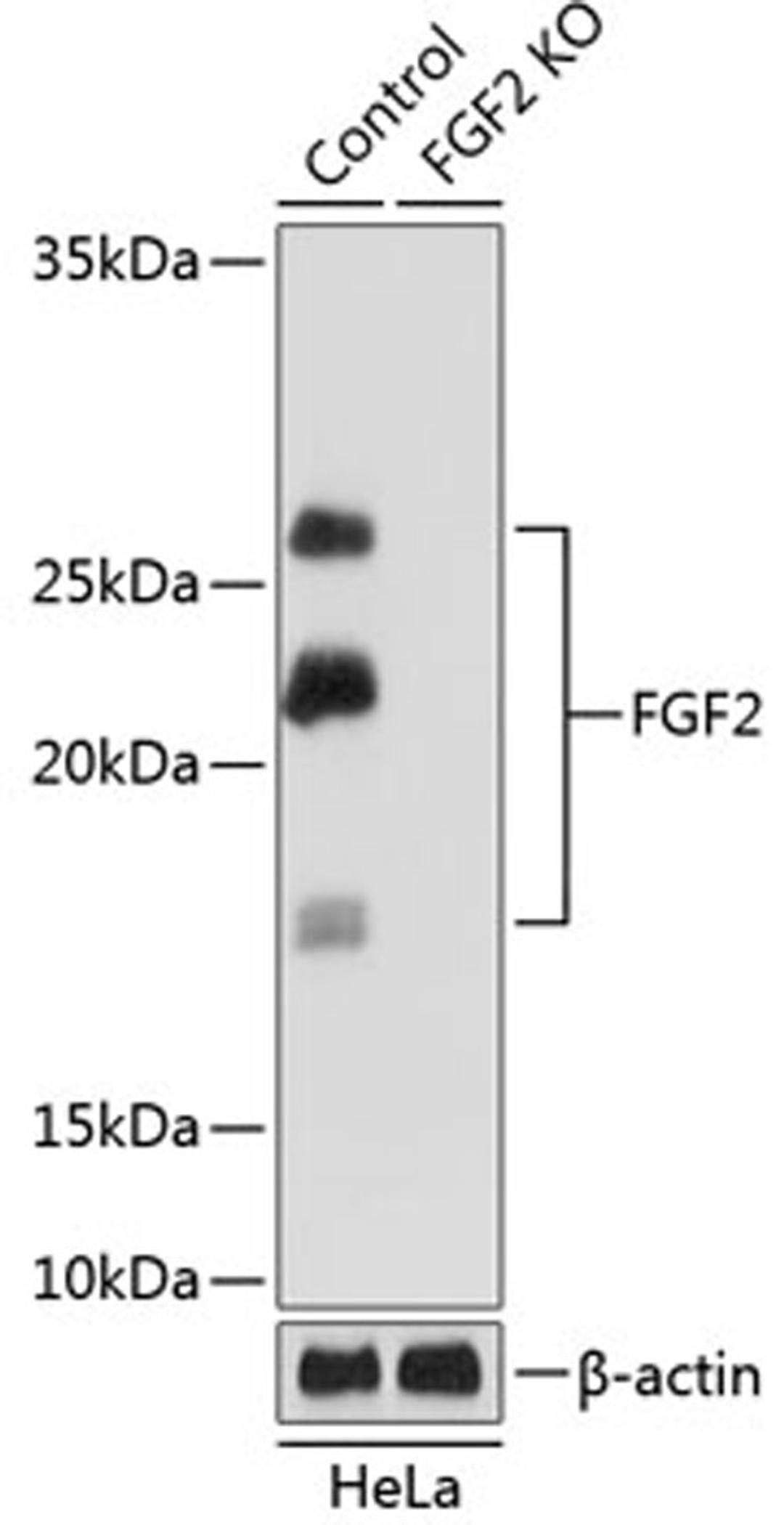 Western blot - FGF2 Rabbit mAb (A11488)