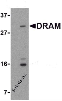 Western blot analysis of DRAM in 293 cell lysate with DRAM antibody at 1 μg/mL