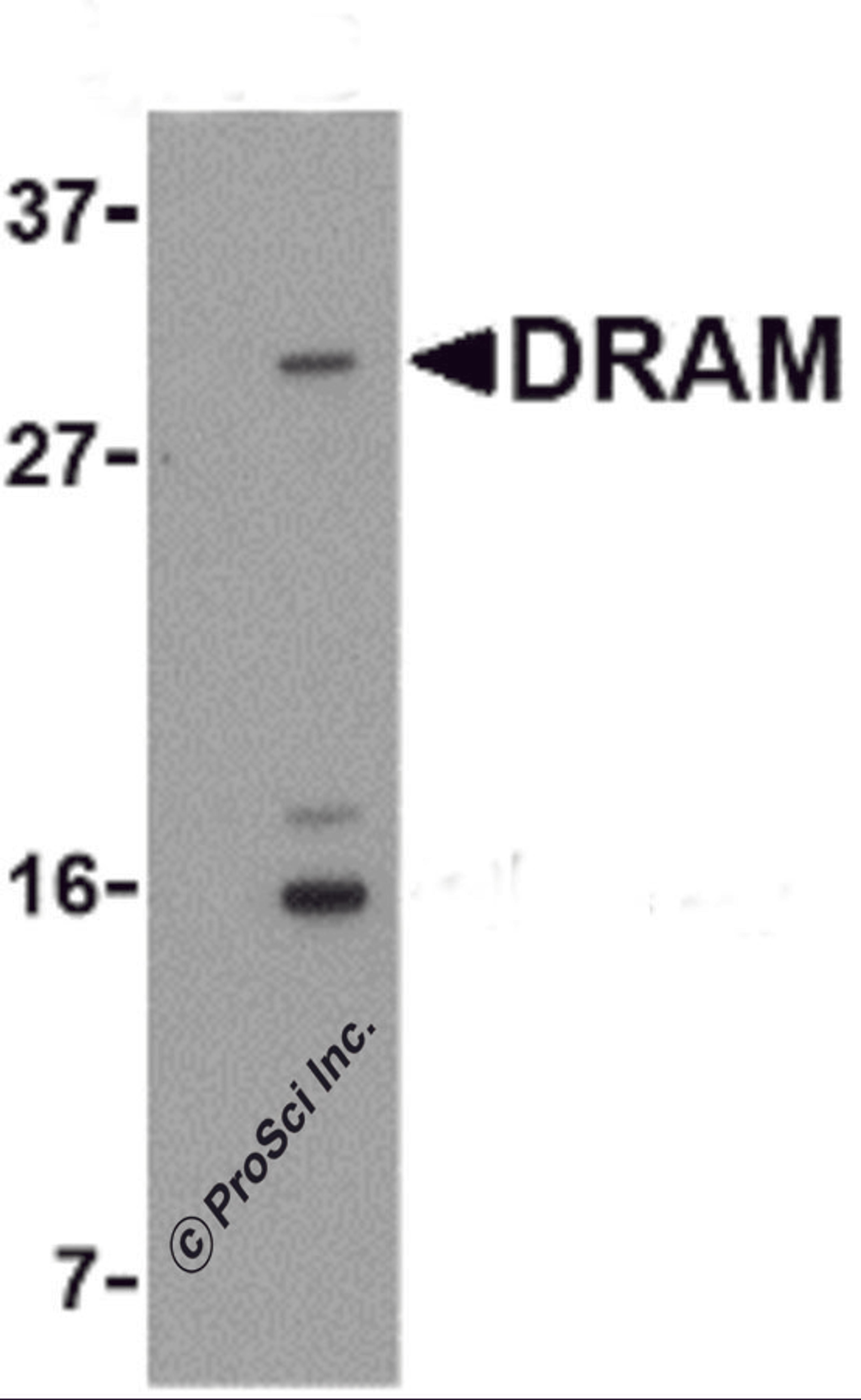 Western blot analysis of DRAM in 293 cell lysate with DRAM antibody at 1 μg/mL