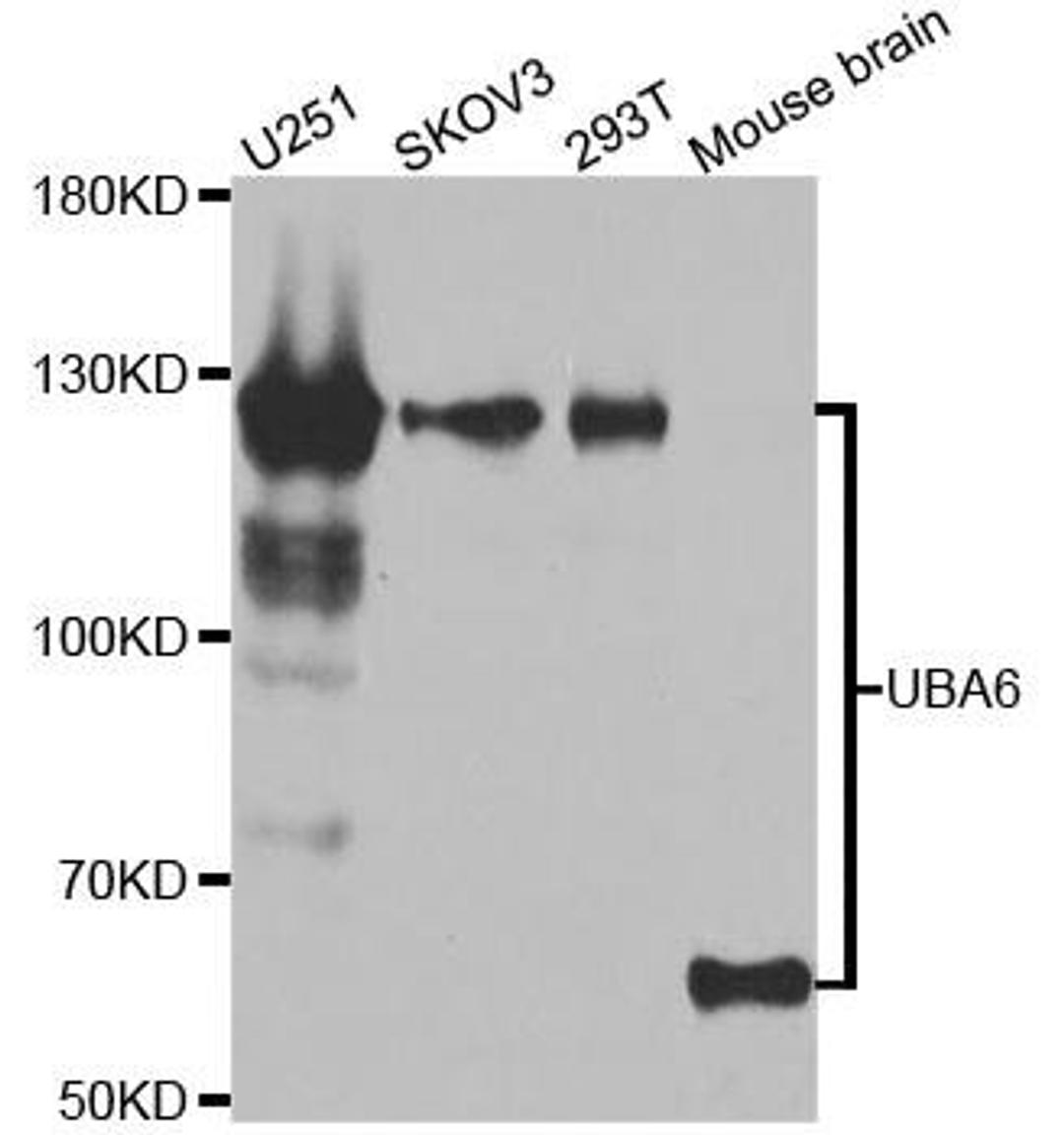 Western blot analysis of extracts of various cell lines using UBA6 antibody