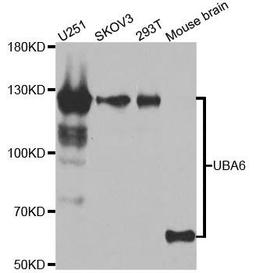 Western blot analysis of extracts of various cell lines using UBA6 antibody