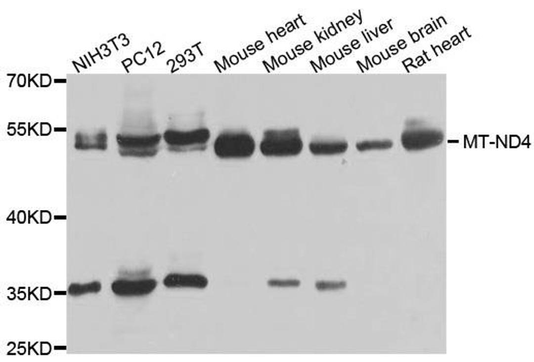 Western blot analysis of extracts of various cells using MT-ND4 antibody