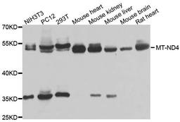 Western blot analysis of extracts of various cells using MT-ND4 antibody