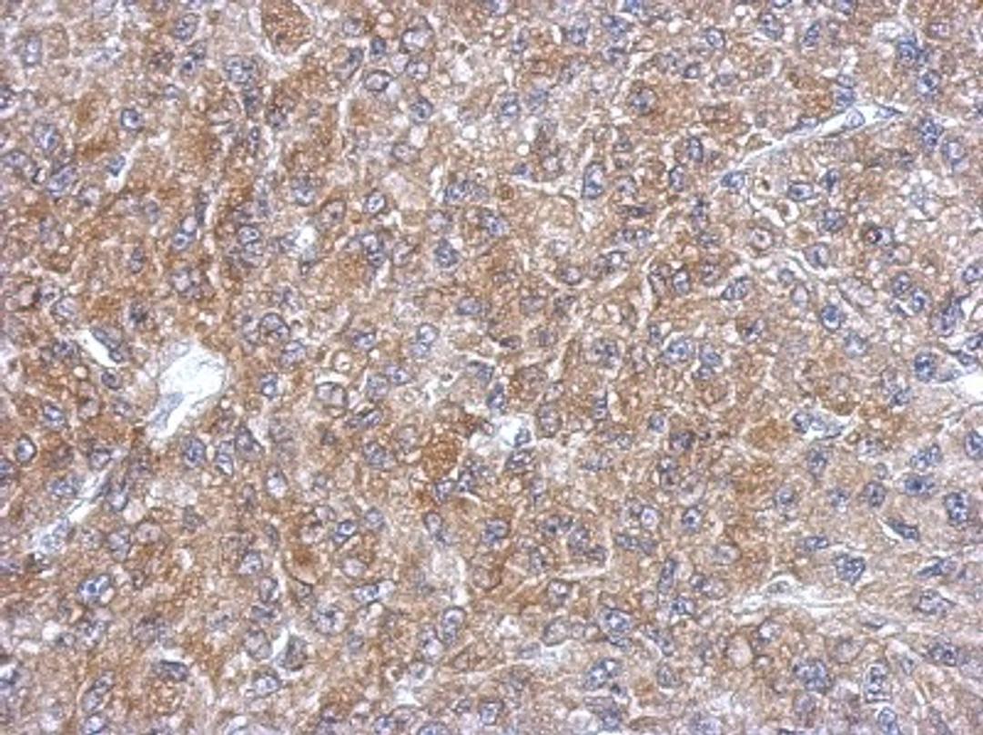 Immunohistochemistry-Paraffin: SEC13L1 Antibody [NBP2-20278] - Immunohistochemical analysis of paraffin-embedded U87 xenograft, using antibody at 1:500 dilution.