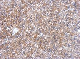 Immunohistochemistry-Paraffin: SEC13L1 Antibody [NBP2-20278] - Immunohistochemical analysis of paraffin-embedded U87 xenograft, using antibody at 1:500 dilution.