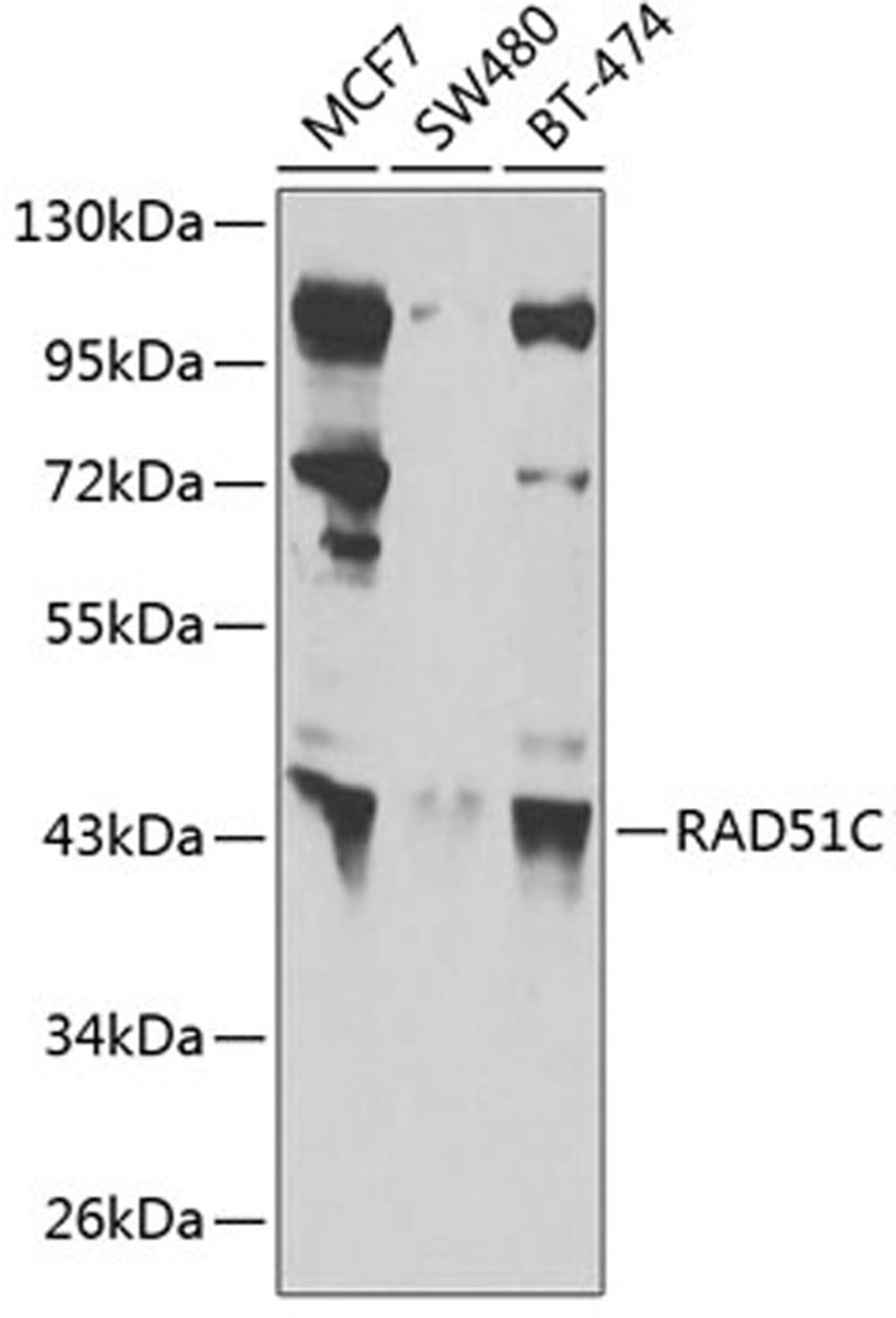 Western blot - RAD51C antibody (A6961)