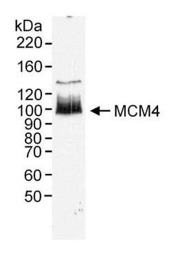 Western Blot: MCM4 Antibody [NB100-290] - RIPA extract (50 ug) from HeLa cells. Antibody used at 0.2 ug/ml.