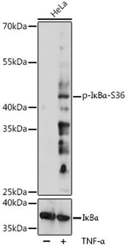 Western blot - Phospho-I?Ba-S36 pAb (AP1069)