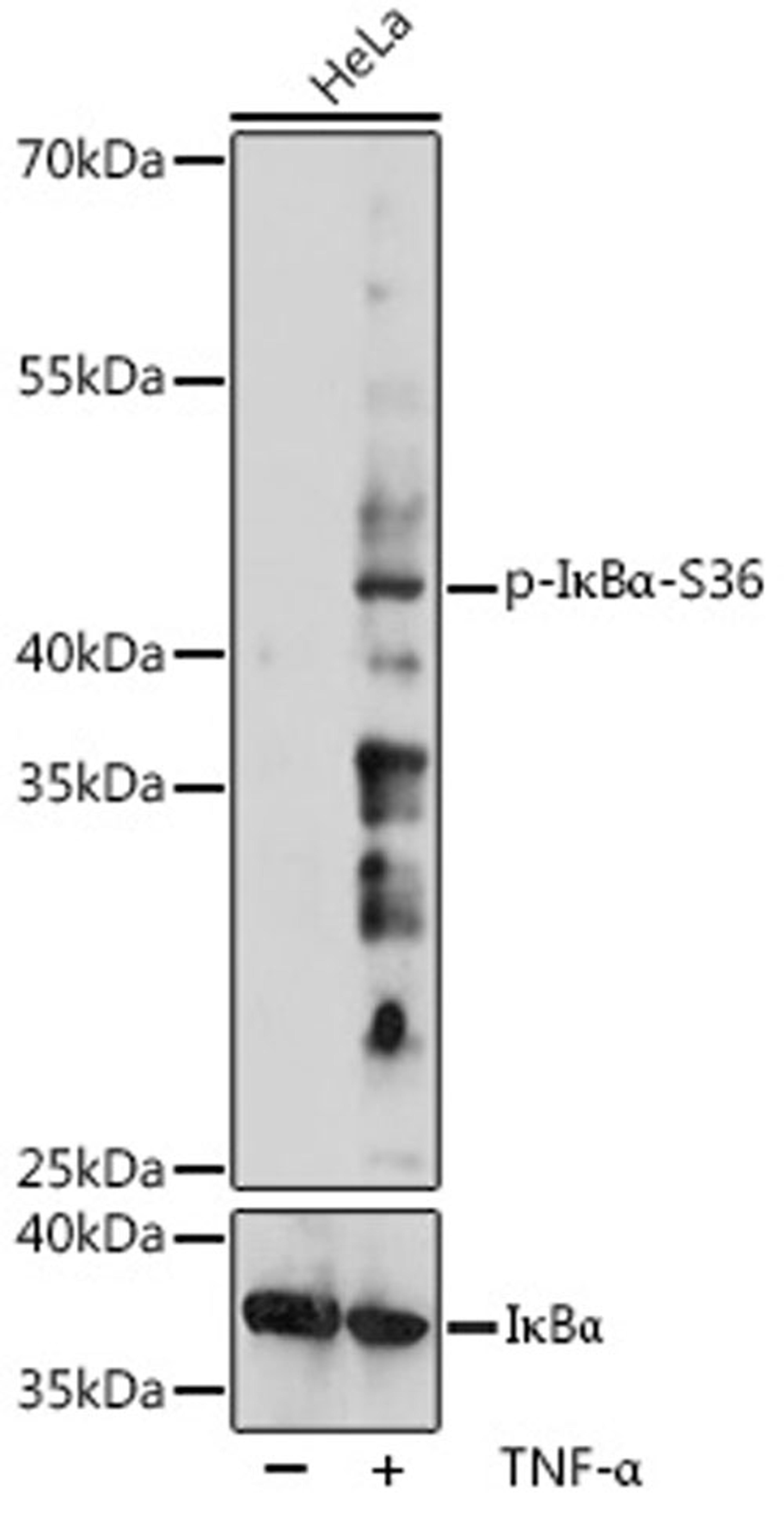 Western blot - Phospho-I?Ba-S36 pAb (AP1069)