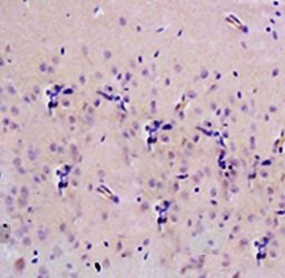 IHC-P of rat brain tissue(Normal)(8-Hydroxy-2-deoxyguanosine antibody at 1:300)