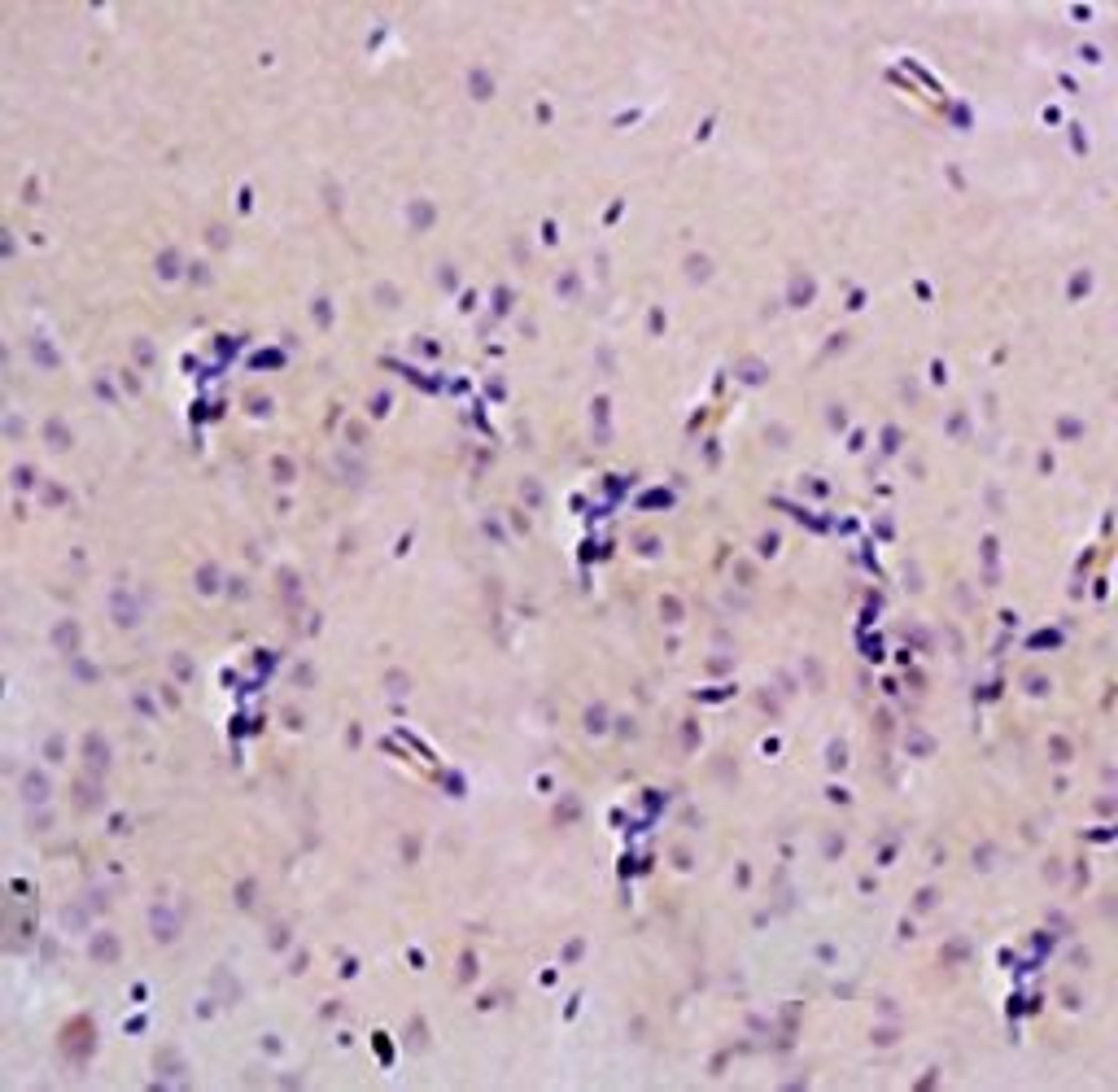 IHC-P of rat brain tissue(Normal)(8-Hydroxy-2-deoxyguanosine antibody at 1:300)