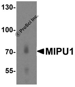 Western blot analysis of MIPU1 in human heart tissue lysate with MIPU1 antibody at 1 μg/mL.