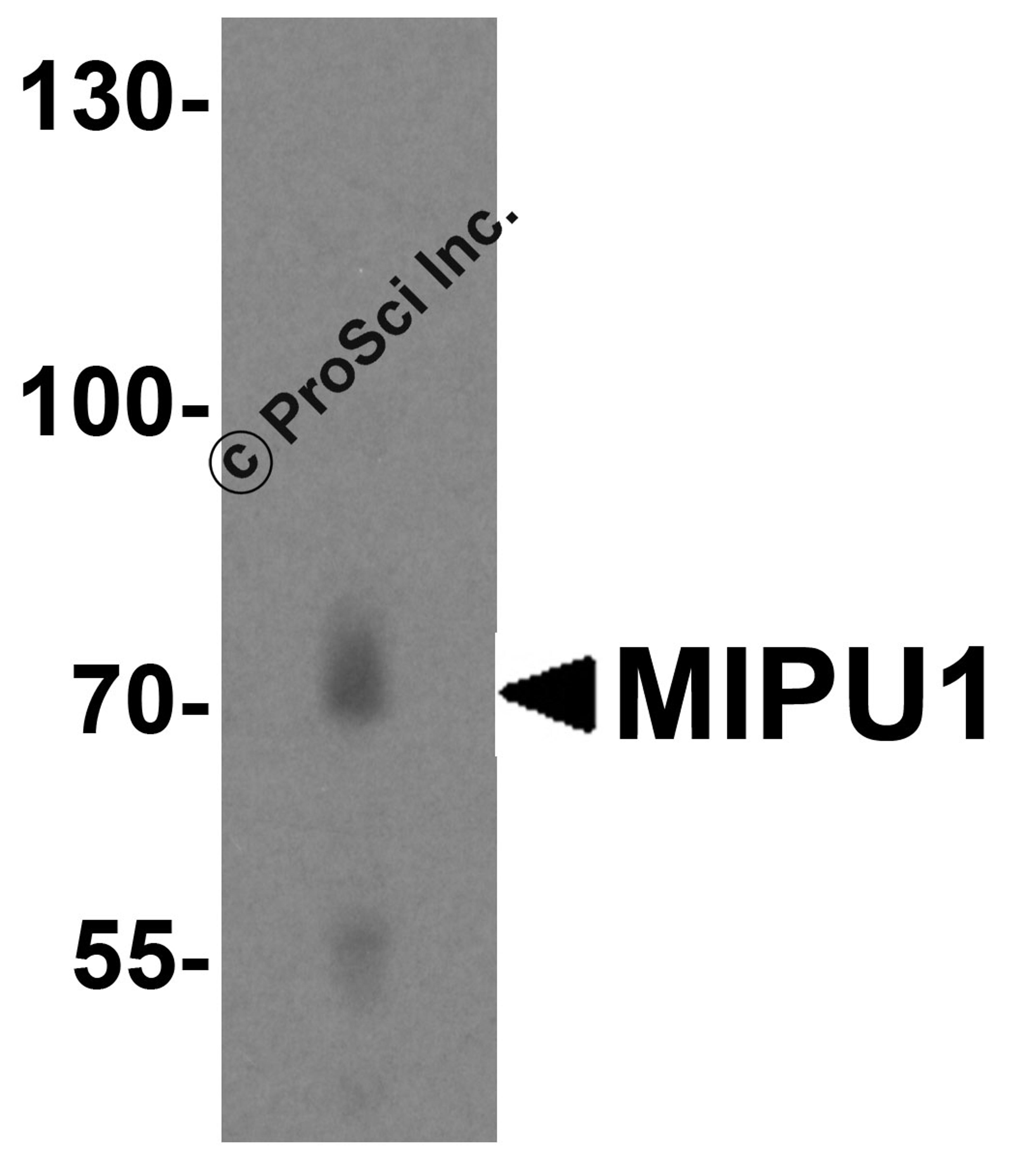 Western blot analysis of MIPU1 in human heart tissue lysate with MIPU1 antibody at 1 μg/mL.