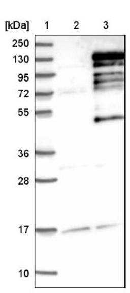 Western Blot: ZC3H11A Antibody [NBP1-82973] - Lane 1: Marker [kDa] 250, 130, 95, 72, 55, 36, 28, 17, 10<br/>Lane 2: Negative control (vector only transfected HEK293T lysate)<br/>Lane 3: Over-expression lysate (Co-expressed with a C-terminal myc-DDK tag (~3.1 kDa) in mammalian HEK293T cells, LY415031)